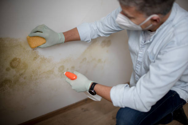 Best Crawl Space Mold Remediation in Charlestown, MD