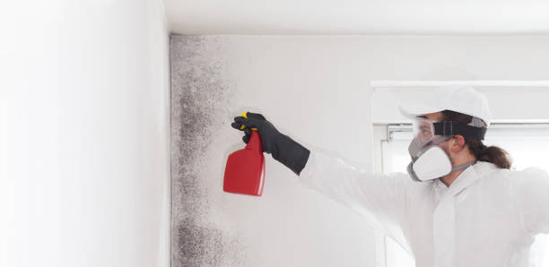 Best Black Mold Remediation in Charlestown, MD
